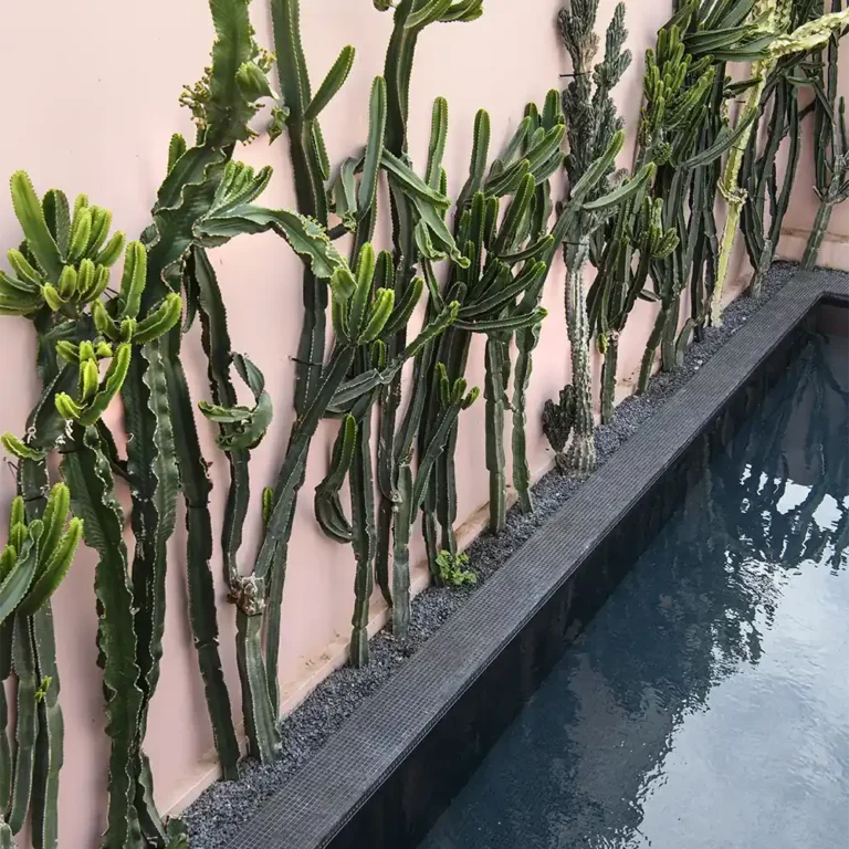 cactus-at-pool2-square